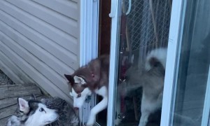 Husky Opens Door By Herself