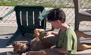A Boy and “Not his Dog”