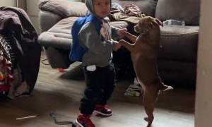 Boy Dances With His Dog