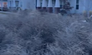 Tumbleweeds Invade Utah Neighborhood