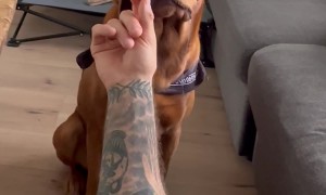 Dog's Reaction to me Pretending to Sleep with Food in my Hand