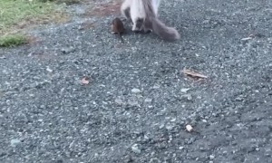 Fluffy Neighborhood Cat Follows a Mouse Across the Street