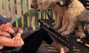 Trio of Goldendoodles Provide Workout Motivation