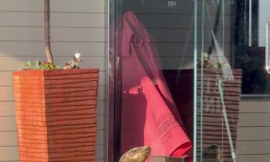 Sea Lion Pup Sunbathes In San Diego