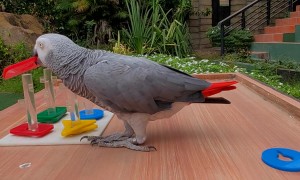 Parrot Stacks Items Based on Color and Shape