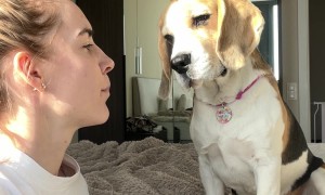 Dog Copies Owner's Tongue Out