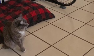 Copy Cat Mimics Human Using Crutches