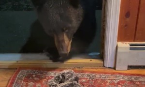 Black Bear Looks Both Ways Before Taking Snow Boot