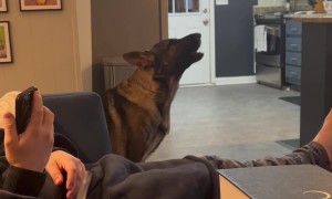 German Shepherd Dogs Show Off Their Unique Howls