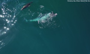 Huge Mako Shark Eating a Sea Lion