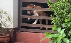 Beagle Puppy's Escape Attempt Fails