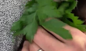 Milo Is a Parsley Eating Machine