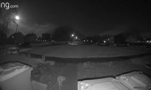 Giant Rat Caught on Doorbell camera