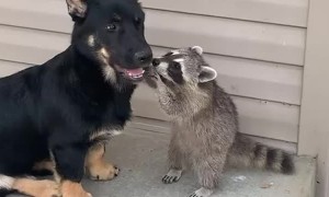 Small Dog and Raccoon Friend Are Reunited