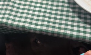 Vegetarian Dog Doesn't Want Meat