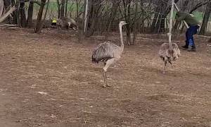 Rhea Steals Man's Hat