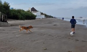 Playful Golden Retriever Takes Guy Out