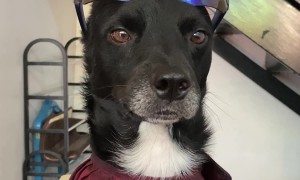 Cool Dog Is Best Barbershop Client