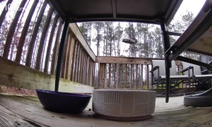 Flying Stray Cat Tries to Get Bird