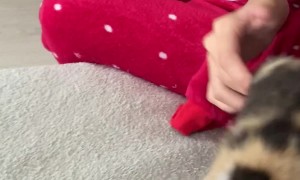 Kitten Won't Let Go of Her Paper Prey