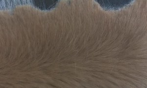 Fjord Horse's Mane Trimmed in Support of Farmers Movement