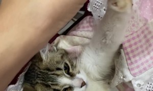 Girl Babies Her Cat While Doing Homework