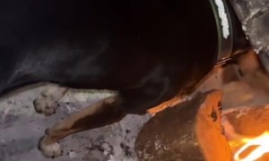 Dog Wants to Be Close to Fire
