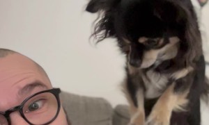 Little Dog Gives Guy a Massage