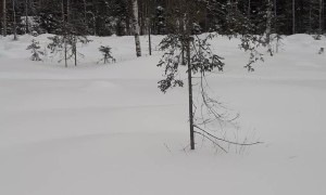 Beautiful Wild Owl Lands Right Next to Skier