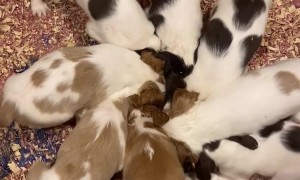 Pinwheel Of Brittany Puppies