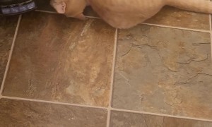 Cat Claws Control Robot Vacuum