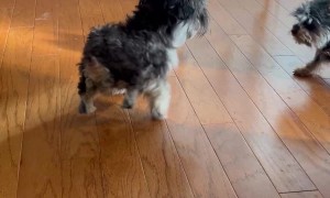 Differently Abled Puppy Playtime