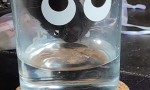 Cat Drinks From Googly Eye Glass