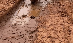 Dog Dives Straight Into Mud