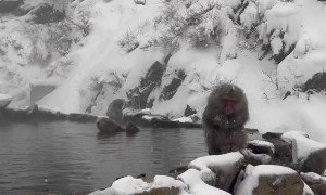 Snow Monkeys Soak In Japanese Hot Springs