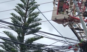 Firefighters Rescue A Cat Stuck in a Tall Tree
