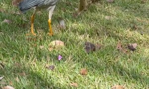 Bird Uses Bread To Fish