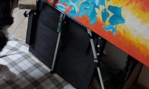 Cody the Painting Doggo Creates Another Masterpiece