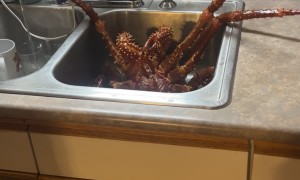 Giant Crab In the Sink