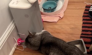 Impatient Cat Breaks His Robot Feeder