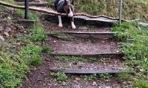 Bull Terrier's Big Stick Brain Teaser