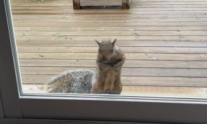 Persistent Squirrel Asks For Treats