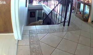 Golden Retriever's Big Stretch Goes Wrong