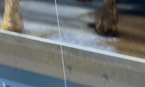 Dog Drinks Milk Straight From the Cow