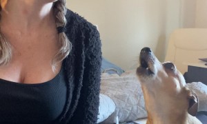 Casper Interrupts Owner's Singing