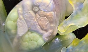 Watching A Glass Frog's Organs Through Transparent Skin