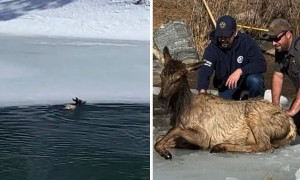 Elk rescued from frozen pond
