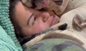 Giant Puppy Cuddle Puddle