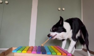 Pup Plays Percussion