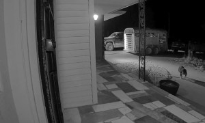 American Bully Rings the Doorbell